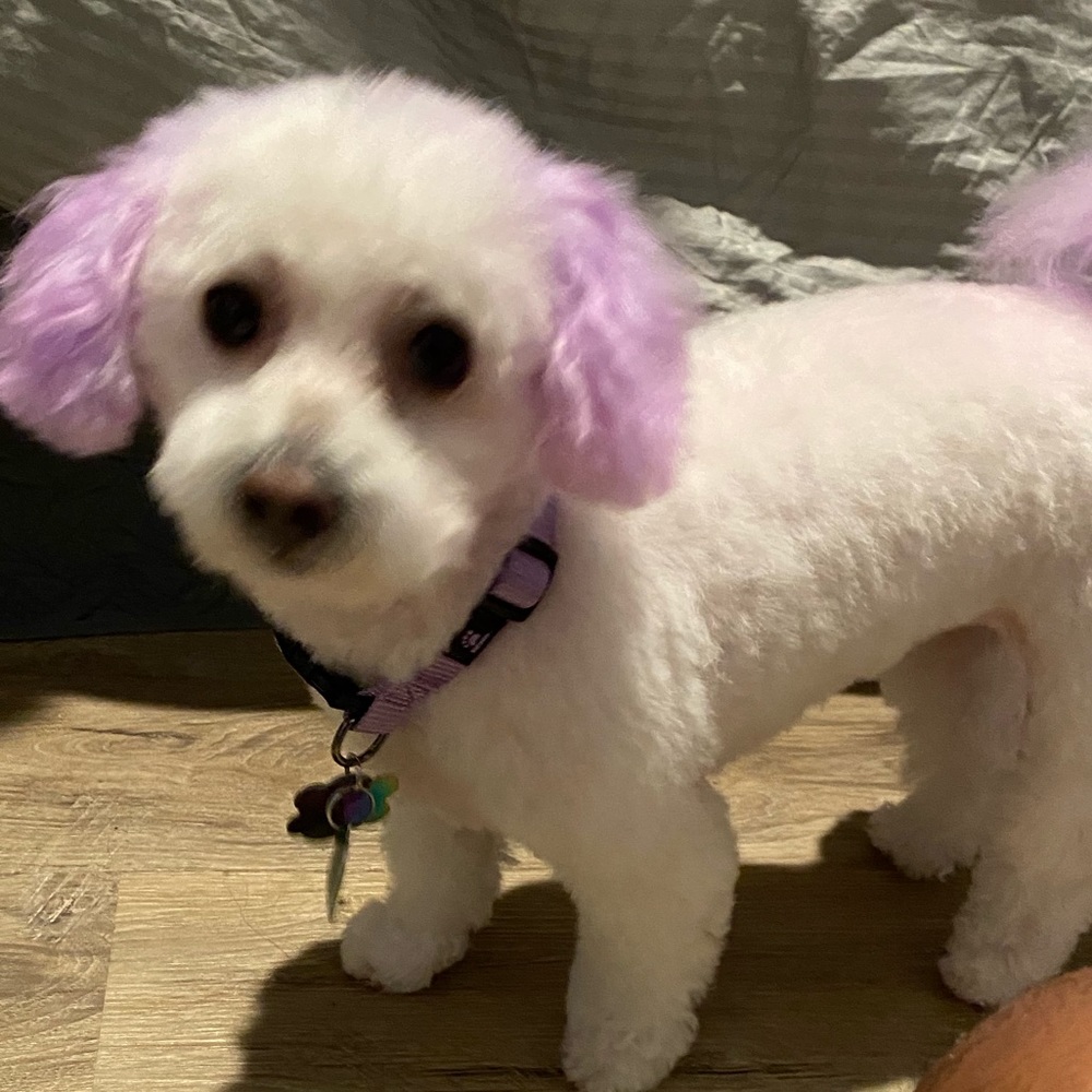 Meet your Posher, Mauricio